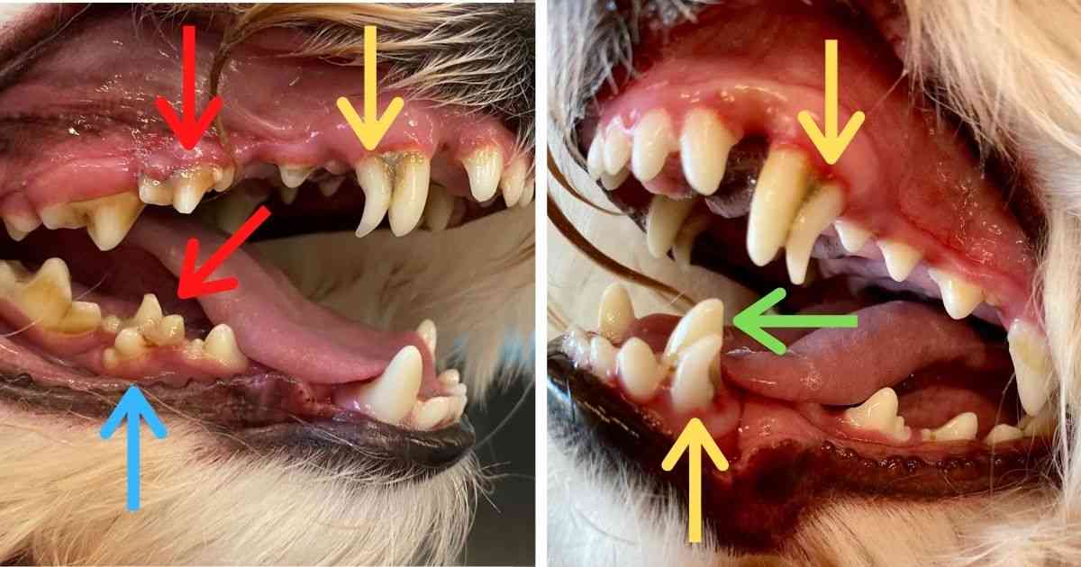 Przetrwałe zęby mleczne u psów i kotów – dlaczego są problemem i należy je usuwać ?