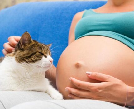 Toksoplazmowa u kotów i ludzi – jak się nie zarazić?