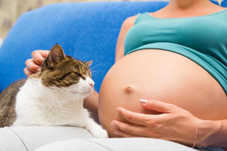 toksoplazmoza chore koty ciąża lecznica